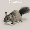 Hansa Chinchilla