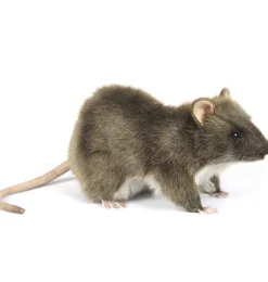 Hansa Creation Wanderratte 19 cm